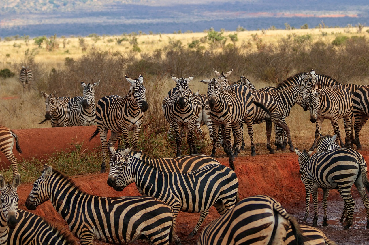 Tsavo West, Amboseli Safari